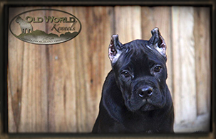 old world cane corso